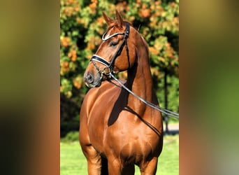 Oldenburg, Gelding, 7 years, 17.1 hh, Chestnut-Red