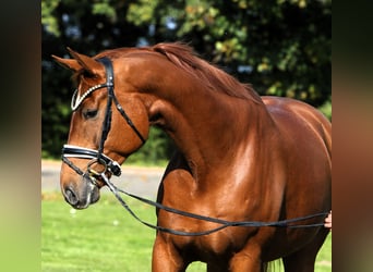 Oldenburg, Gelding, 7 years, 17.1 hh, Chestnut-Red