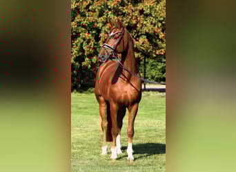 Oldenburg, Gelding, 7 years, 17.1 hh, Chestnut-Red