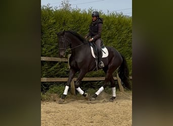 Oldenburg, Gelding, 7 years, 17.2 hh, Bay-Dark