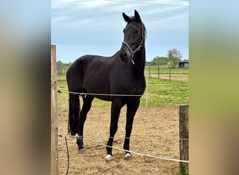 Oldenburg, Gelding, 7 years, 17.2 hh, Bay-Dark