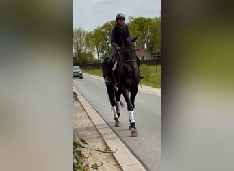 Oldenburg, Gelding, 7 years, 17.2 hh, Bay-Dark