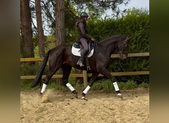 Oldenburg, Gelding, 7 years, 17.2 hh, Bay-Dark