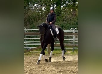 Oldenburg, Gelding, 7 years, 17.2 hh, Bay-Dark