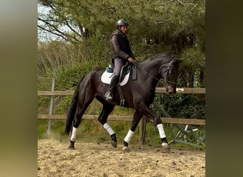 Oldenburg, Gelding, 7 years, 17.2 hh, Bay-Dark