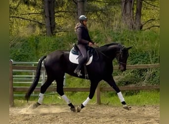 Oldenburg, Gelding, 7 years, 17.2 hh, Bay-Dark