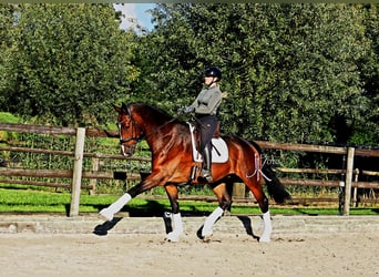 Oldenburg, Gelding, 7 years, 17,2 hh, Bay-Dark