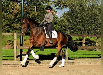 Oldenburg, Gelding, 7 years, 17,2 hh, Bay-Dark