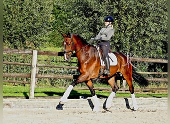 Oldenburg, Gelding, 7 years, 17,2 hh, Bay-Dark