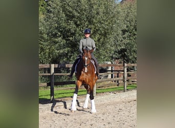 Oldenburg, Gelding, 7 years, 17,2 hh, Bay-Dark