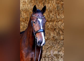 Oldenburg, Gelding, 7 years, 17,2 hh, Bay-Dark