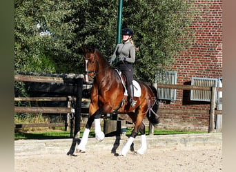 Oldenburg, Gelding, 7 years, 17,2 hh, Bay-Dark