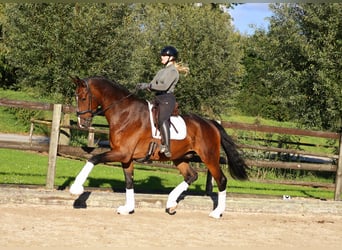 Oldenburg, Gelding, 7 years, 17,2 hh, Bay-Dark