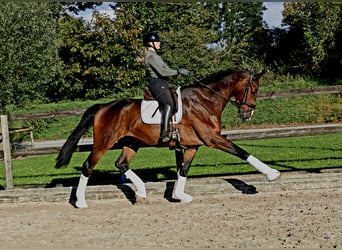 Oldenburg, Gelding, 7 years, 17,2 hh, Bay-Dark