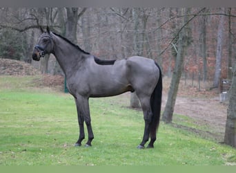 Oldenburg, Gelding, 7 years, 17,2 hh, Bay-Dark