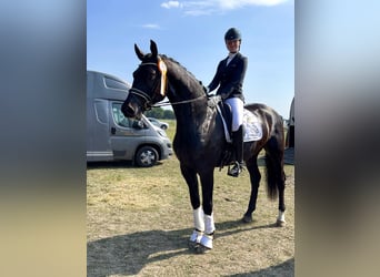 Oldenburg, Gelding, 7 years, 17.2 hh, Smoky-Black