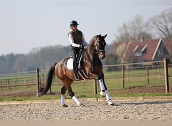 Oldenburg, Gelding, 7 years, 17 hh, Bay-Dark
