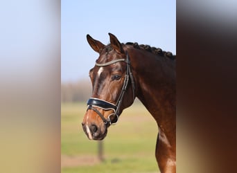 Oldenburg, Gelding, 7 years, 17 hh, Bay-Dark