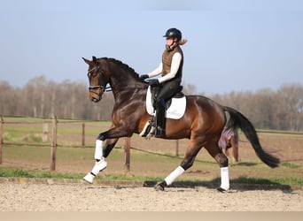Oldenburg, Gelding, 7 years, 17 hh, Bay-Dark