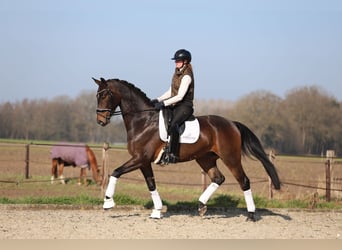 Oldenburg, Gelding, 7 years, 17 hh, Bay-Dark
