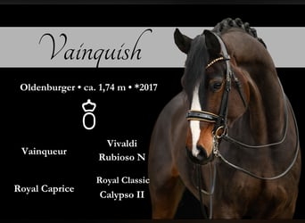 Oldenburg, Gelding, 7 years, 17 hh, Bay-Dark