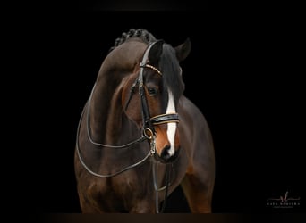 Oldenburg, Gelding, 7 years, 17 hh, Bay-Dark