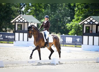 Oldenburg, Gelding, 7 years, 17 hh, Bay-Dark