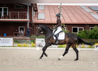 Oldenburg, Gelding, 7 years, 17 hh, Bay-Dark