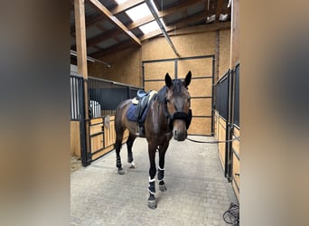 Oldenburg, Gelding, 7 years, 17 hh, Bay-Dark