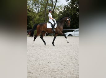 Oldenburg, Gelding, 7 years, 17 hh, Brown