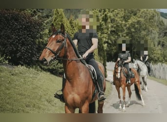 Oldenburg, Gelding, 7 years, 17 hh, Brown