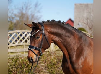 Oldenburg, Gelding, 7 years, 17 hh, Brown