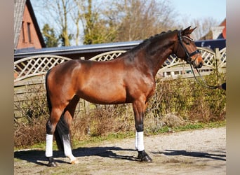 Oldenburg, Gelding, 7 years, 17 hh, Brown