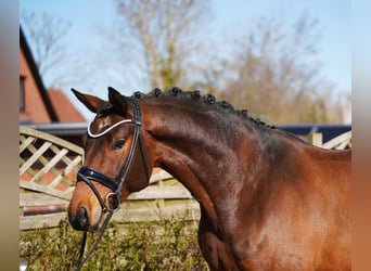 Oldenburg, Gelding, 7 years, 17 hh, Brown