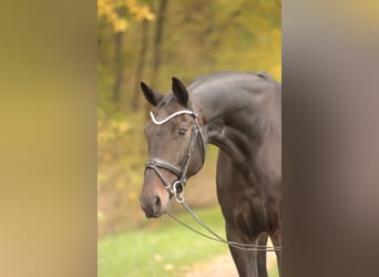 Oldenburg, Gelding, 7 years, 17 hh, Smoky-Black