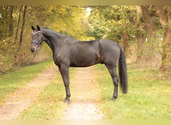 Oldenburg, Gelding, 7 years, 17 hh, Smoky-Black