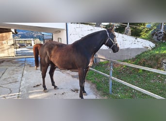 Oldenburg Mix, Gelding, 7 years, 17 hh, Smoky-Black