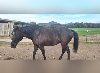 Oldenburg Mix, Gelding, 7 years, 17 hh, Smoky-Black