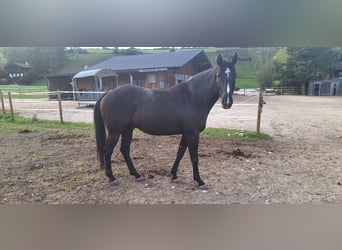 Oldenburg Mix, Gelding, 7 years, 17 hh, Smoky-Black