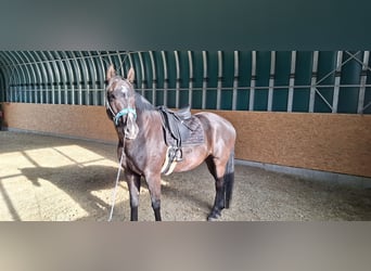 Oldenburg Mix, Gelding, 7 years, 17 hh, Smoky-Black