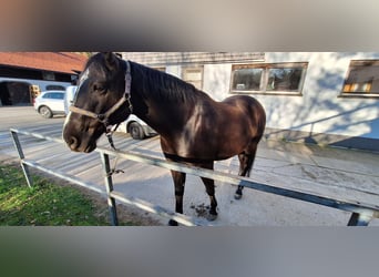 Oldenburg Mix, Gelding, 7 years, 17 hh, Smoky-Black