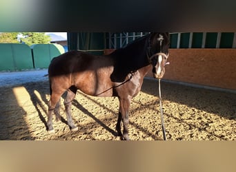 Oldenburg Mix, Gelding, 7 years, 17 hh, Smoky-Black