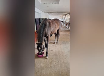 Oldenburg Mix, Gelding, 7 years, 17 hh, Smoky-Black