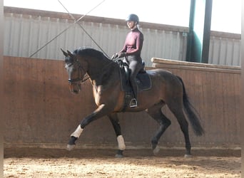 Oldenburg, Gelding, 7 years, 17,1 hh, Bay-Dark