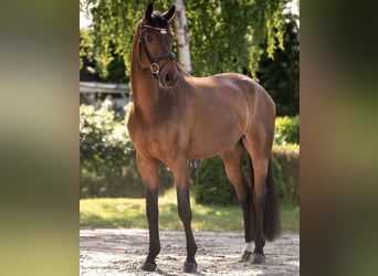 Oldenburg, Gelding, 7 years, 17,1 hh, Bay-Dark