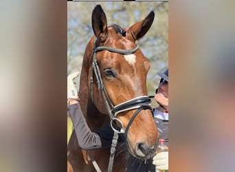 Oldenburg, Gelding, 7 years, 17,3 hh, Brown