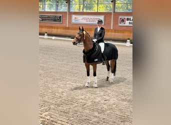 Oldenburg, Gelding, 7 years, 18 hh, Brown