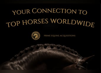 Oldenburg, Gelding, 7 years, Bay
