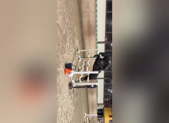 Oldenburg, Gelding, 7 years, Black