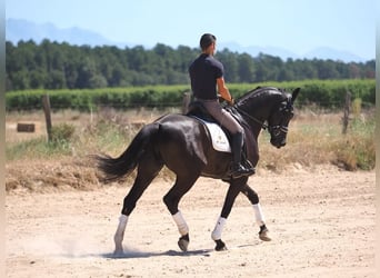 Oldenburg, Gelding, 8 years, 16.1 hh, Black